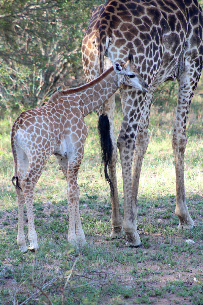 Baby Giraffe - Photo 2