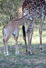 Baby Giraffe - Photo 2