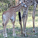Baby Giraffe - Photo 2