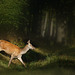 Biche du soir