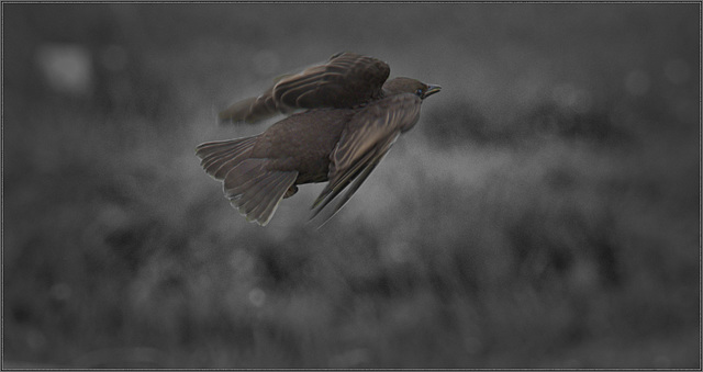 Fledgling starling startled into flight