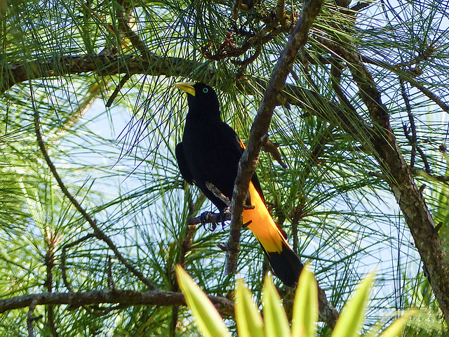 Yellow-rumped Cacique, Brasso Seco trip, afternoon