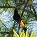 Yellow-rumped Cacique, Brasso Seco trip, afternoon