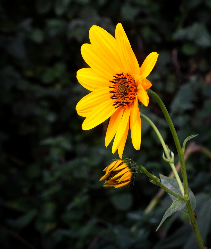 "girasoli" autunnali