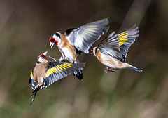 Goldfinch in flight