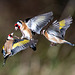Goldfinch in flight