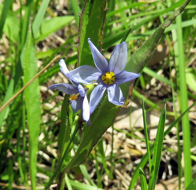 Blue-eyed Grass (Sisyrinchium), the smallest Iris.