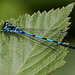 20110519 2736RMw [D~MI] Azurjungfer, Großes Torfmoor, Hille-1