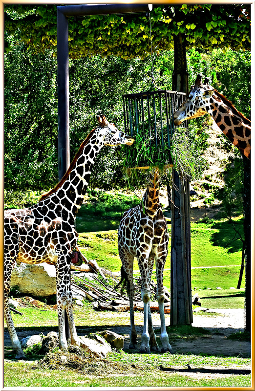 Giraffen. ©UdoSm