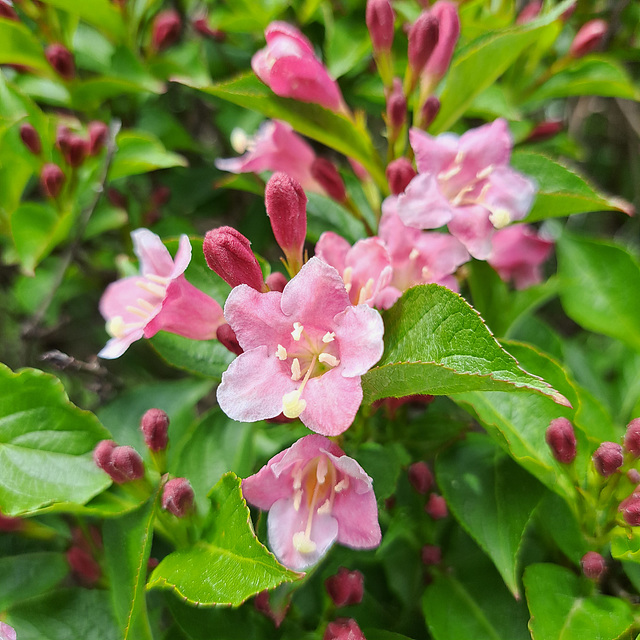 Weigelie (Weigela florida)