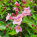 Weigelie (Weigela florida)