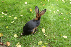 "Bevor blöde Fragen kommen, nein, ich bin nicht der Osterhase!"