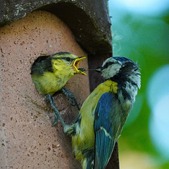 Abfüttern Abfüttern