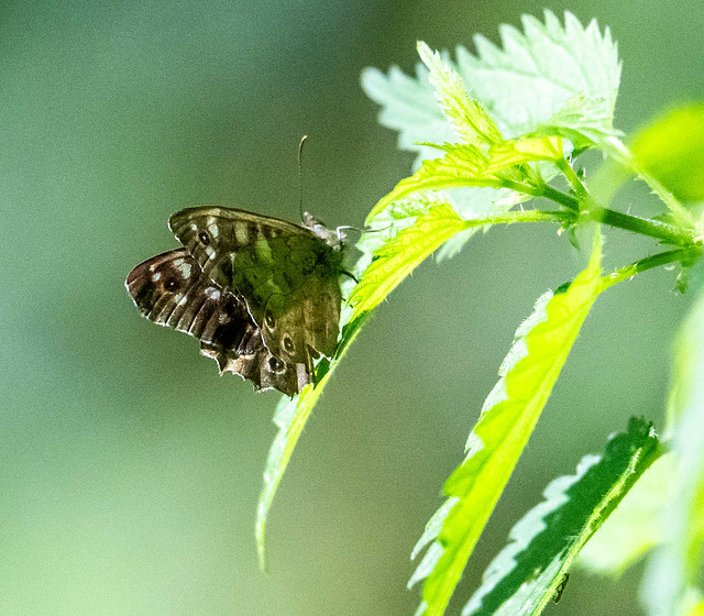 Speckled wood butterfly