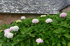 Hortensias, granite et ardoise