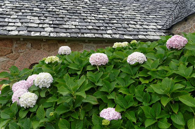 Hortensias, granite et ardoise