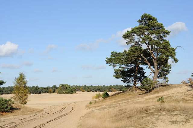 Beekhuizerzand