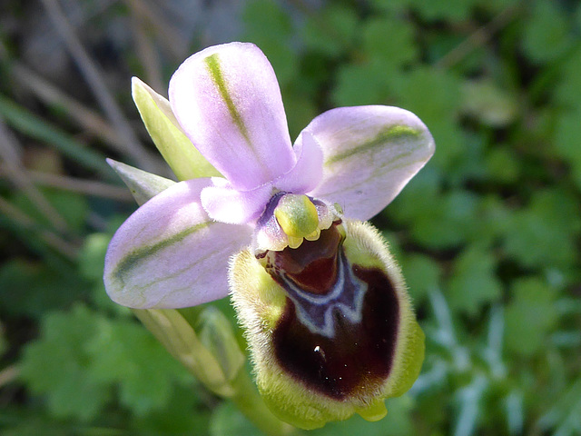 wilde Orchidee