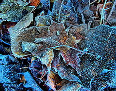 Frosty Leaves 3