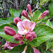 Weigelie (Weigela florida)