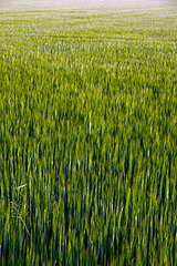 Organic barley for Gulpener Beer company !