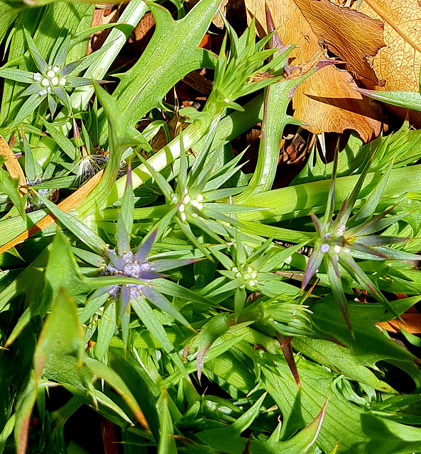 Eryngium