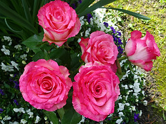 Rosen im April