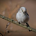 Die Schwanzmeise (Aegithalos caudatus) musste arbeiten :)) The Long-tailed Tit (Aegithalos caudatus) had to work :))  La Mésange à longue queue (Aegithalos caudatus) a dû travailler :))