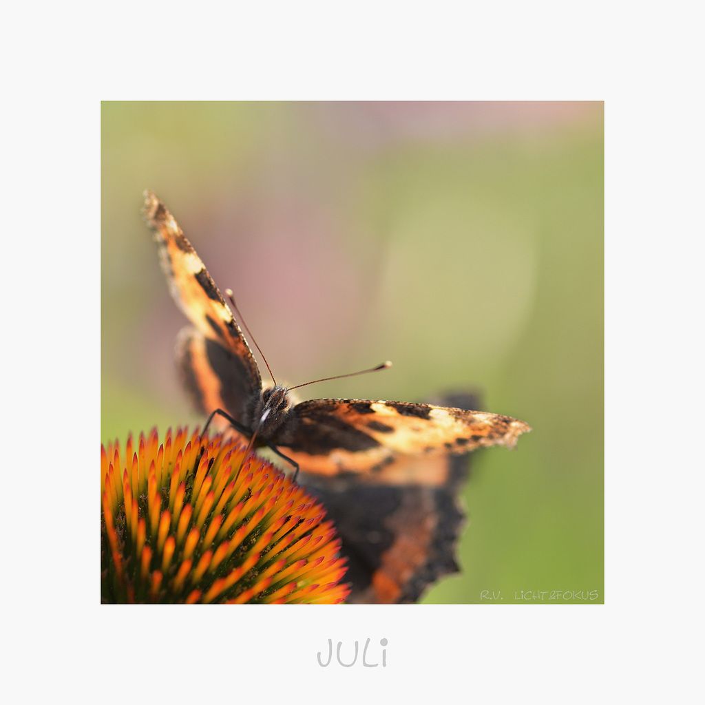 Juli