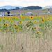 Field of Sunflowers.