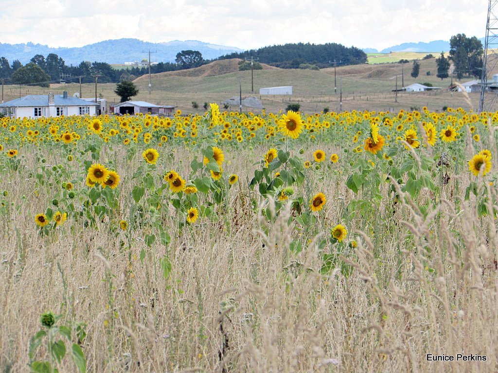 Field of Sunflowers.