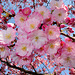 BELFORT: Fleurs de cerisiers 02