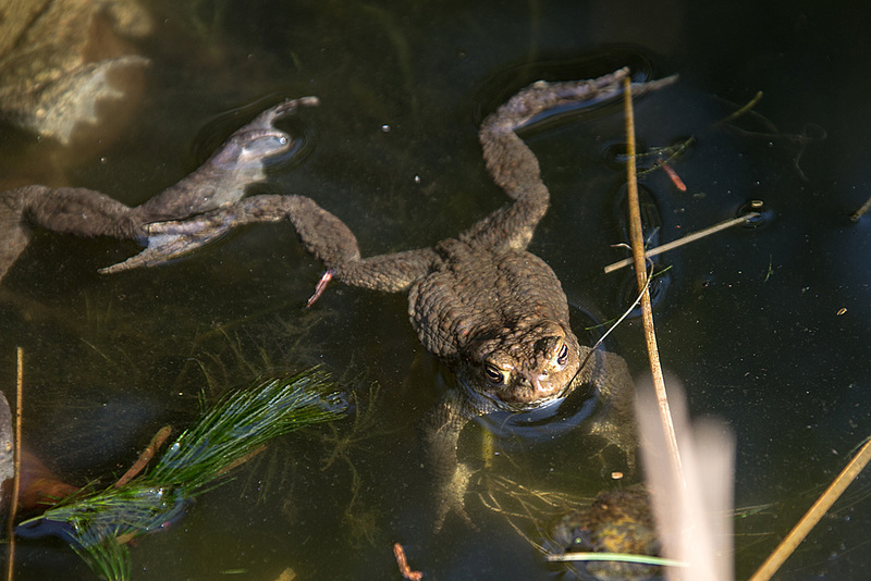 20150410 7633VRAw [D~RI] Erdkröte (Bufo bufo), Rinteln