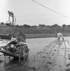 Planting rice seedlings