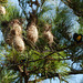 Yellow-rumped Cacique nests, Brasso Seco trip, afternoon