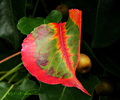 The first pear leaf