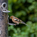 Chaffinch (4)