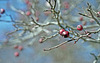 Hawthorn Berries