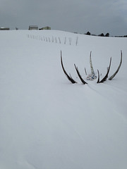 crosscountry skiing