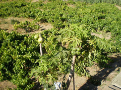 Breadfruit trees and vines.