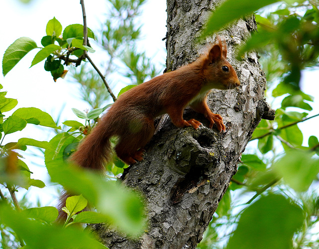 Eichhörnchen