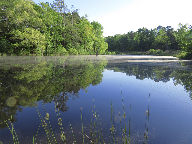 Early morning at the pond