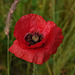 Klatschmohn (DSC00358)