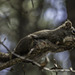 Eichhörnchen auf dem Spruce Bog Boardwalk ... P.i.P. (© Buelipix)