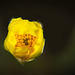 Der Hahnenfuß (Ranunculus) aus der Nähe betrachtet :))  The buttercup (Ranunculus) seen up close :))  La renoncule (Renoncule) vue de près :))