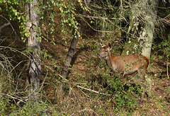 faon de biche  (Seine & Marne)