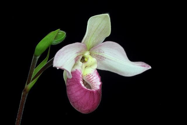 Phragmipedium Cardinale 'Birchwood'