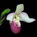 Phragmipedium Cardinale 'Birchwood'