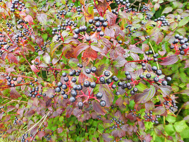 Dogwood berries