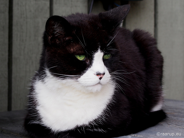 New camera - same cat